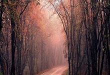 竞技宝JJB官网：乒乓球——WTT重庆冠军赛：陈幸同晋级.