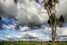 竞技宝JJB官网：[NBA]哈利伯顿两双 步行者轻取公牛.